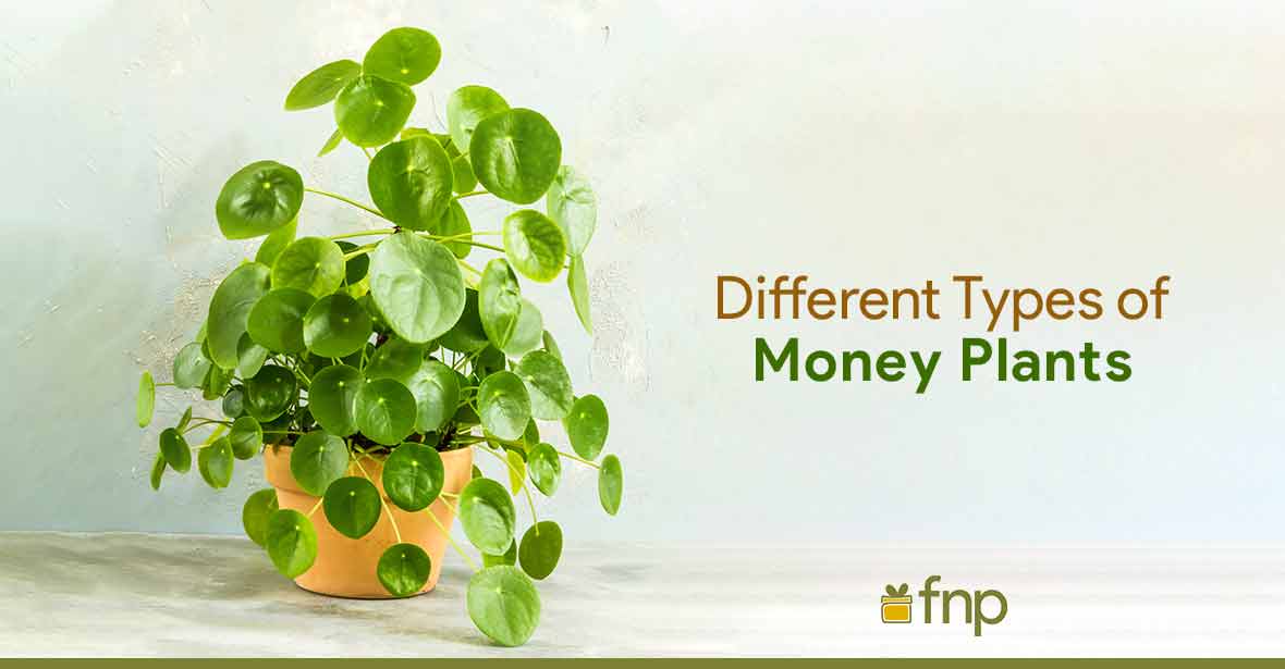 Money Plant